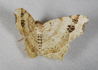 Macaria aemulataria