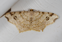 Macaria aemulataria