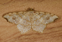 Macaria aemulataria