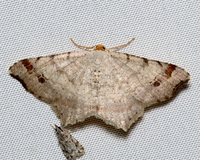Macaria bisignata