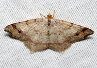 Macaria bisignata