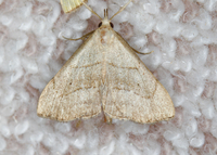 Macrochilo litophora