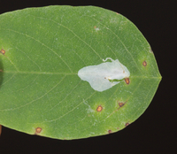 Macrosaccus robiniella