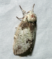 Macrurocampa marthesia