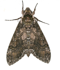 Manduca sexta