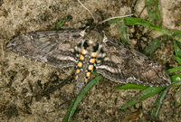 Manduca sexta