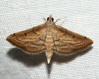 Marasmia cochrusalis