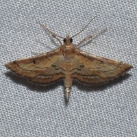 Marasmia cochrusalis