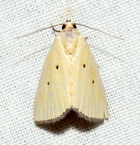 Marimatha nigrofimbria
