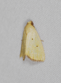 Marimatha nigrofimbria