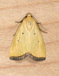 Marimatha nigrofimbria