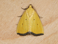 Marimatha nigrofimbria