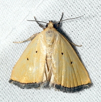Marimatha nigrofimbria