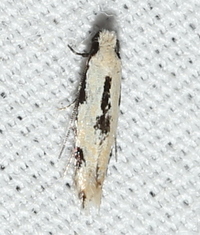 Mea bipunctella