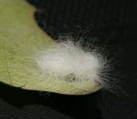 Megalopyge opercularis
