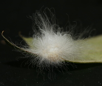 Megalopyge opercularis