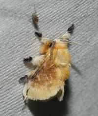 Megalopyge opercularis