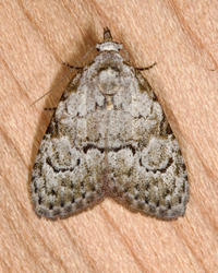 Meganola minuscula