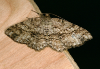 Melanolophia canadaria