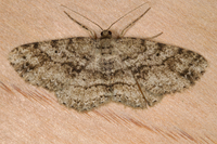 Melanolophia canadaria
