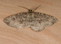 Melanolophia canadaria