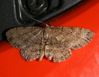 Melanolophia canadaria
