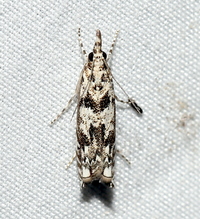 Mesolia incertellus