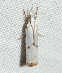 Microcrambus biguttellus