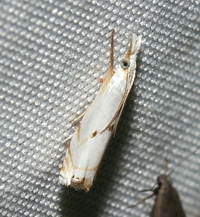 Microcrambus biguttellus
