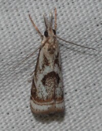 Microcrambus elegans
