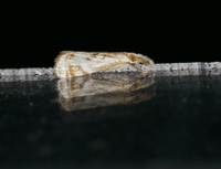 Microcrambus elegans
