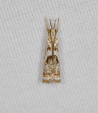 Microcrambus elegans