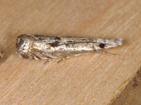 Microcrambus kimballi