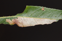 Micrurapteryx salicifoliella
