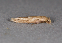 Mompha brevivittella