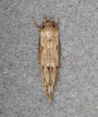 Mompha brevivittella