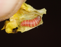 Mompha stellella