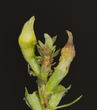 Mompha stellella