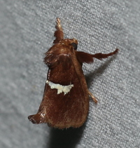 Monoleuca semifascia