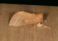 Nadata gibbosa