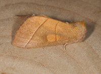 Nadata gibbosa