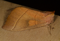 Nadata gibbosa
