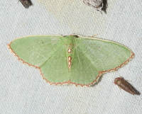 Nemoria lixaria
