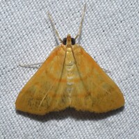 Neohelvibotys unidentified species