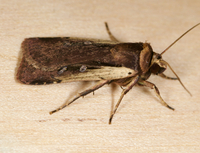Ochropleura implecta