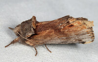 Oedemasia concinna