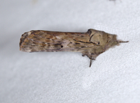 Oedemasia leptinoides