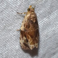 Olethreutes unidentified species