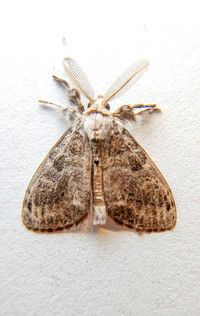 Orgyia leucostigma