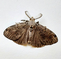 Orgyia leucostigma